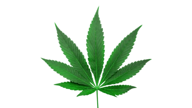 Hoja de Cannabis